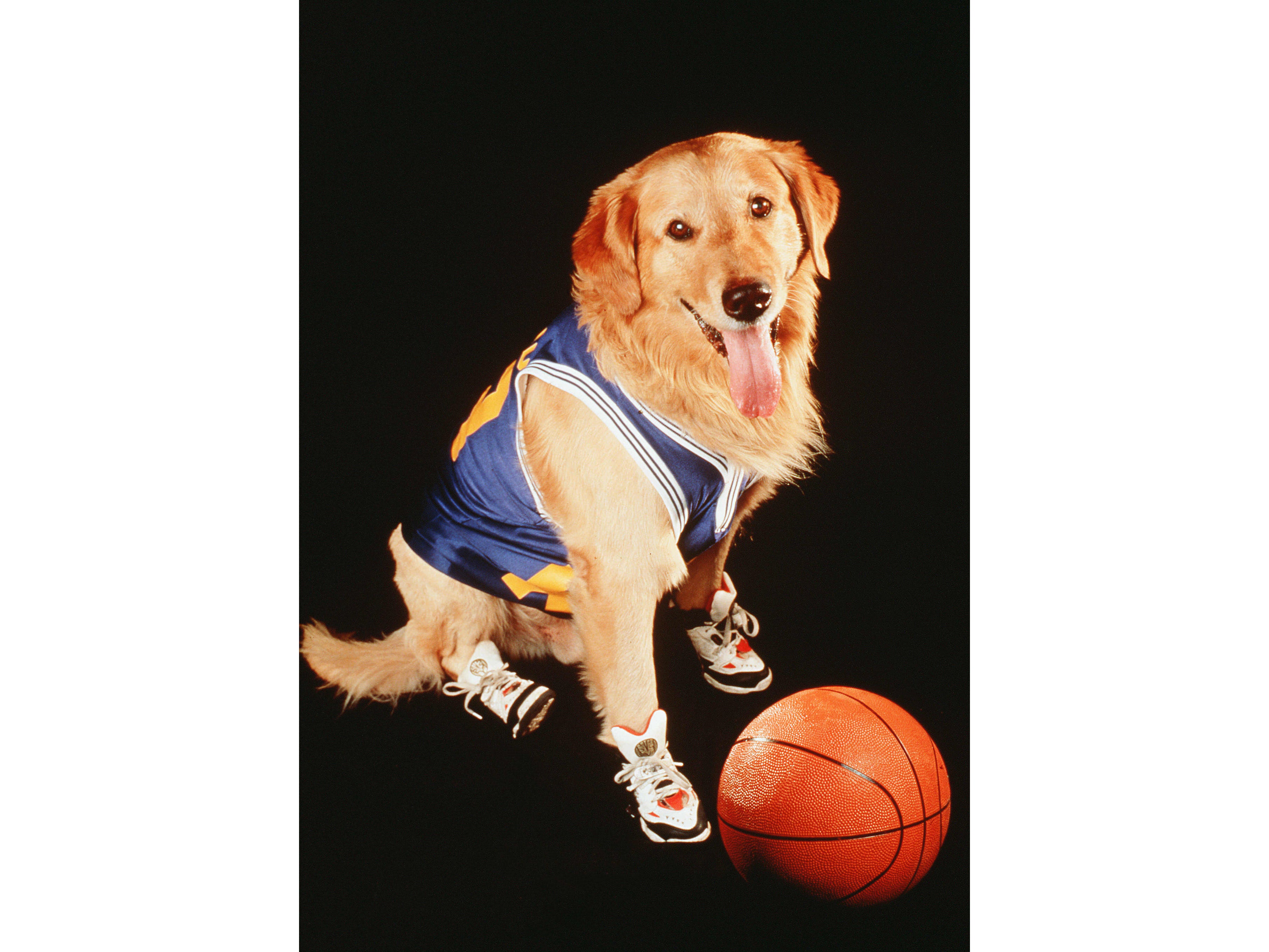 Dog Owners Have Gone Too Far