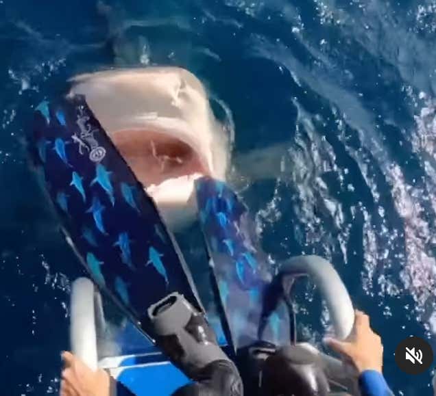 Scuba Diver Nearly Jumps Directly Into A Shark's Mouth