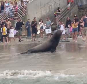 Watch: Delightful Video Of A Bunch Of Sea Lions Charging A Group Of Tourists Forcing Them To Evacuate The Entire Beach