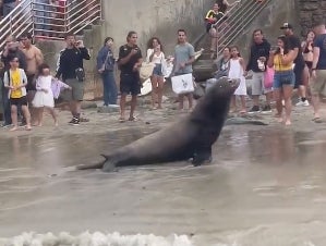 Watch: Delightful Video Of A Bunch Of Sea Lions Charging A Group Of Tourists Forcing Them To Evacuate The Entire Beach