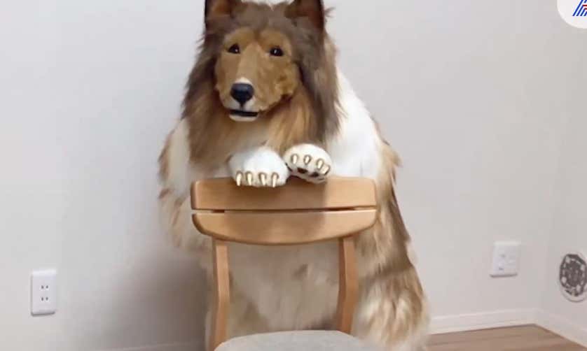 Shout Out To This Guy Who Made His Dreams Come True By Spending $20,000 To Turn Himself Into A Border Collie