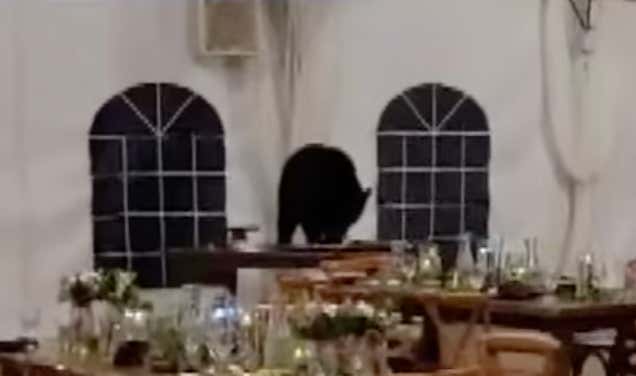 A Colorado Couple Figured How The Only Thing Worse Than Rain On Your Wedding Day Is A Bear On Your Dessert Table