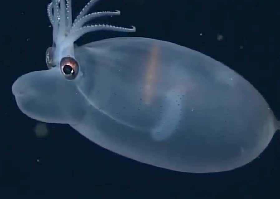I Am Going To Need An Entire Pixar Movie Built Around This Adorable Little Sad Deep Sea Creature