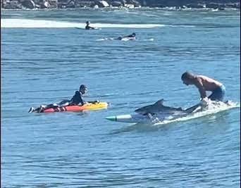 Video of a Surfer Carrying a Shark on His Board? It's Just Another Day in Australia.