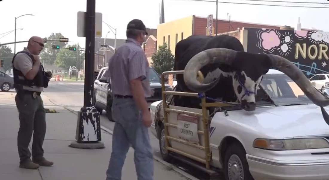 Oh I'm Sorry, I Thought This Was America: Man Gets Pulled Over For Driving With A Giant Bull Riding Shotgun In His Car