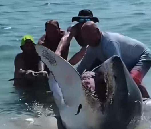 Watch: A Bunch Of Idiot Florida Bros Tried To Rescue A Beached Great White By Dragging It Back Into The Ocean By Its Tail