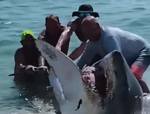 Watch: A Bunch Of Idiot Florida Bros Tried To Rescue A Beached Great ...