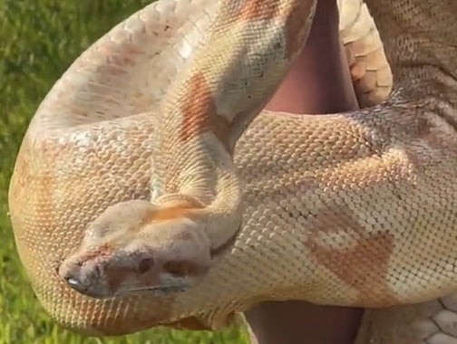 Terrifying 8-Foot Boa Constrictor Found In Engine Of Ford Focus During Routine Maintenance
