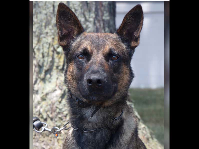 Dog Of The Month September 2023 - Yoda, A 4-Year-Old Belgian Malinois, Responsible For Capturing Escaped Inmate Danelo Cavalcante