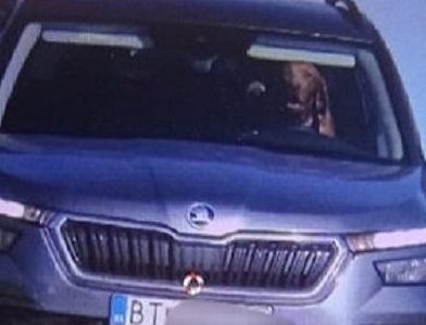 Dog Drives Car In Slovakia And Yes I Swear I Fact Checked This Story
