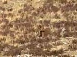 A Sasquatch Expert Says the Colorado Train Video Was of 'a Guy in a Suit'