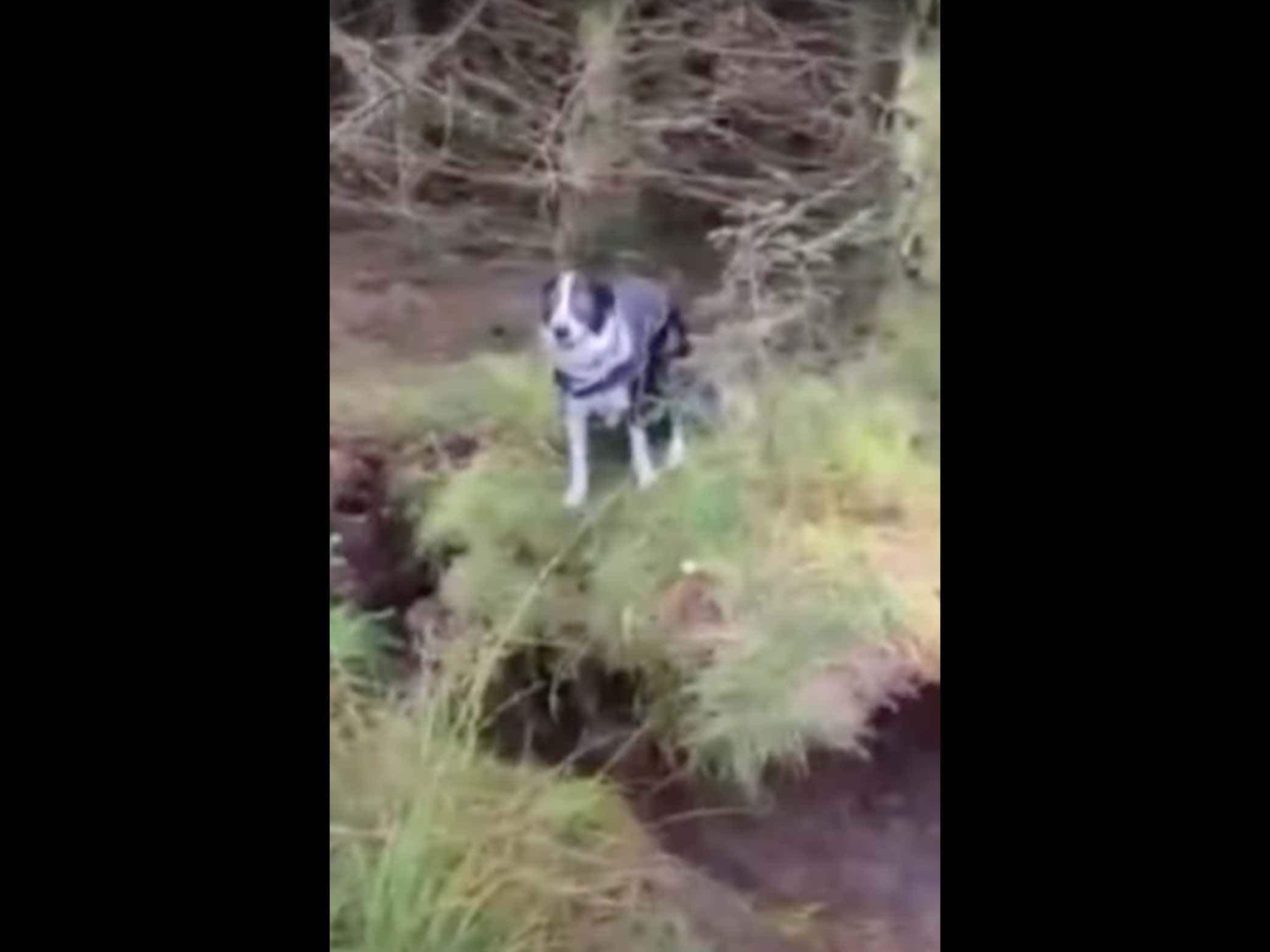 A Guy Walking His Dog Films A Crazy Video Of The Wind Uprooting The