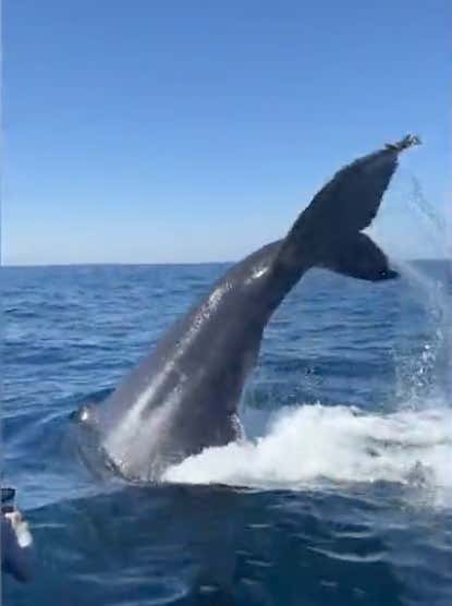 Shoutout To These Two Whales Who Actually Made Whale Watching Worth It