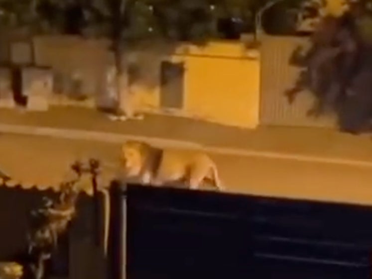 A Goddamn LION Was Wandering The Streets Of Italy After Escaping From The Circus