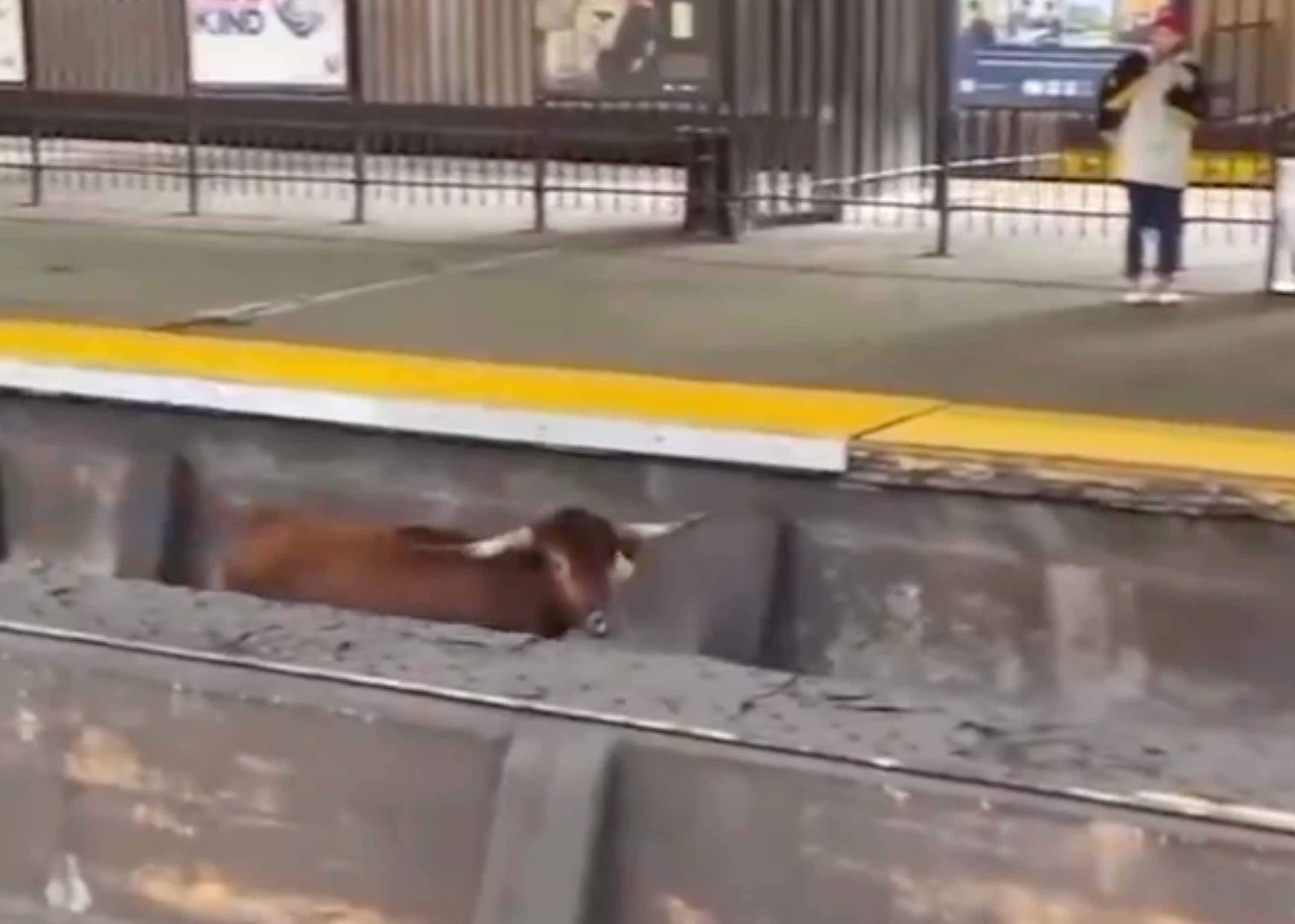 BREAKING: THERE IS A BULL RUNNING LOOSE IN NEWARK ON THE NJ TRANSIT TRAIN TRACKS