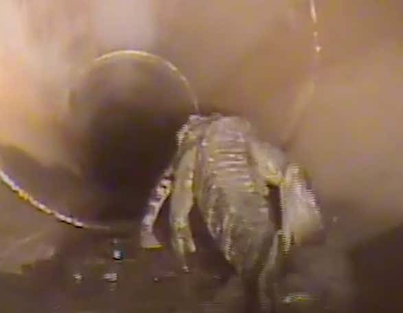 Another Reason Florida Is The Most Bizarre Place In America ... Alligators Are Roaming Sewers