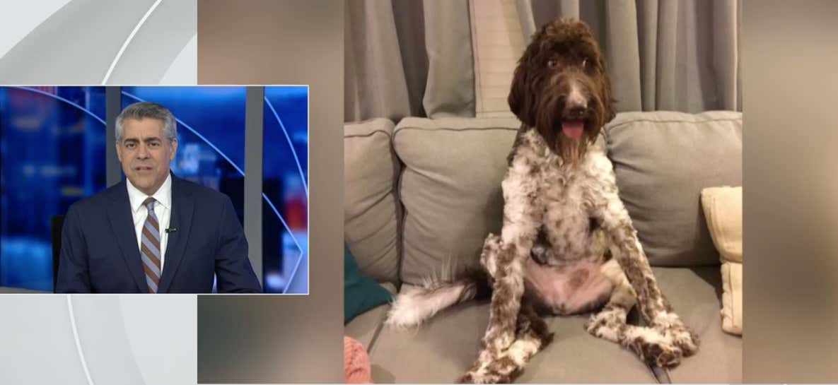 Dog Eats $4,000 In Cash And Makes Owners Dig Through His Vomit And Poop To Recover It