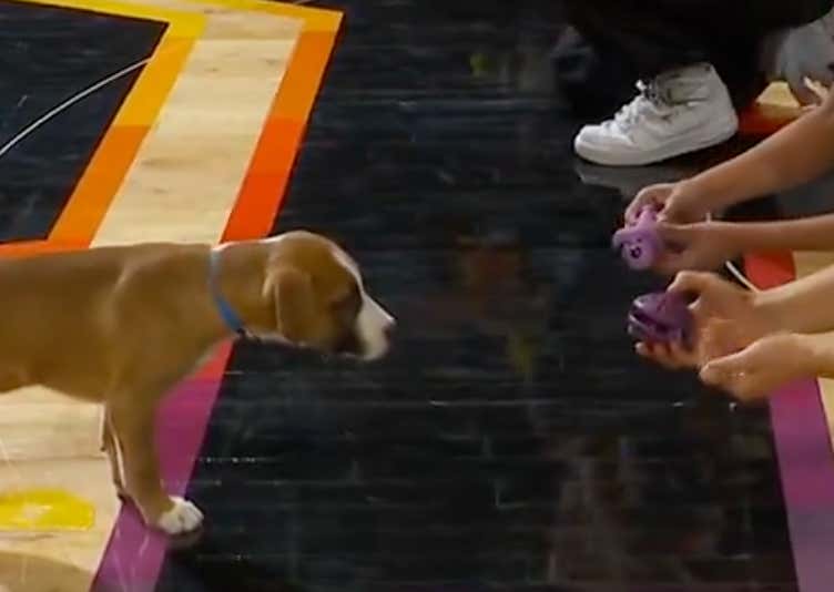 Set The Tone: A Dog Stopped Racing To Piss All Over The Suns Court During The Halftime Show