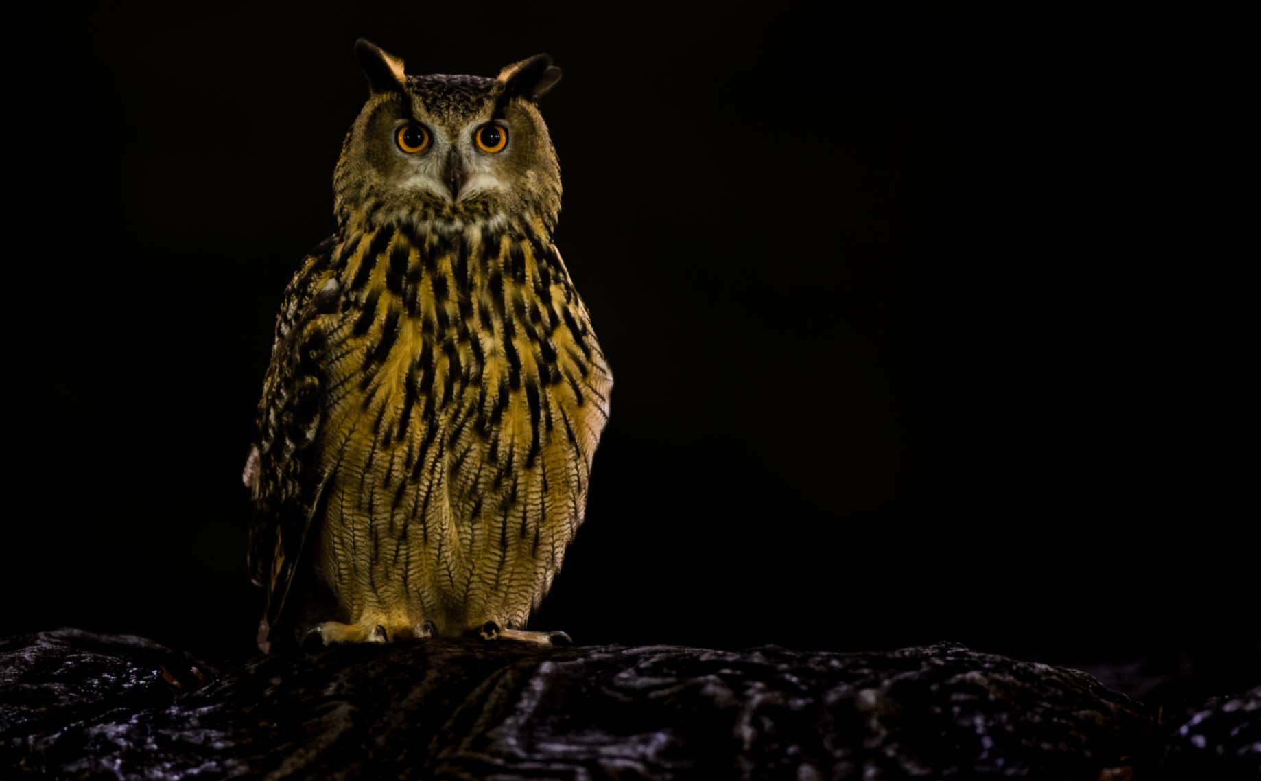Rest In Peace Flaco The Owl, A True New York City Icon
