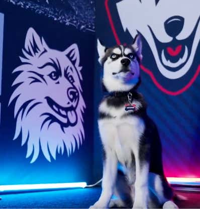 Good Juju Alert: UConn's New Mascot Jonathan XV Is Already Being Called A 'Natural', Won A Title His First Day On The Job