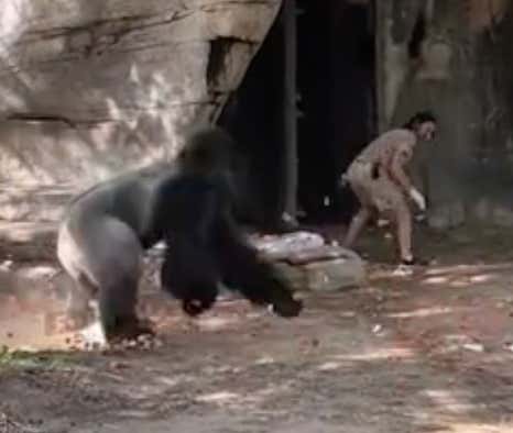 Watch: Terrifying Video Of A Zookeeper Getting Caught In An Enclosure With A MASSIVE Silverback Gorilla