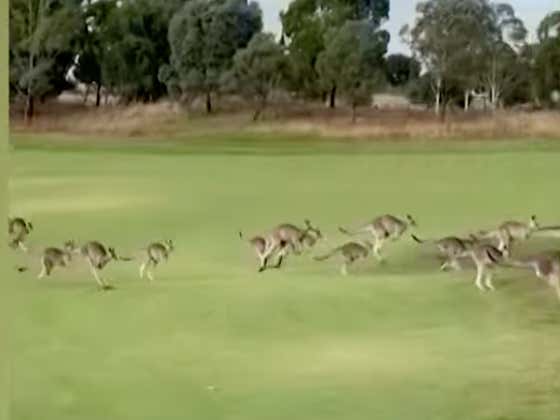 Stampede Down Under: Hundreds Of Kangaroos Stormed A Golf Course In ...