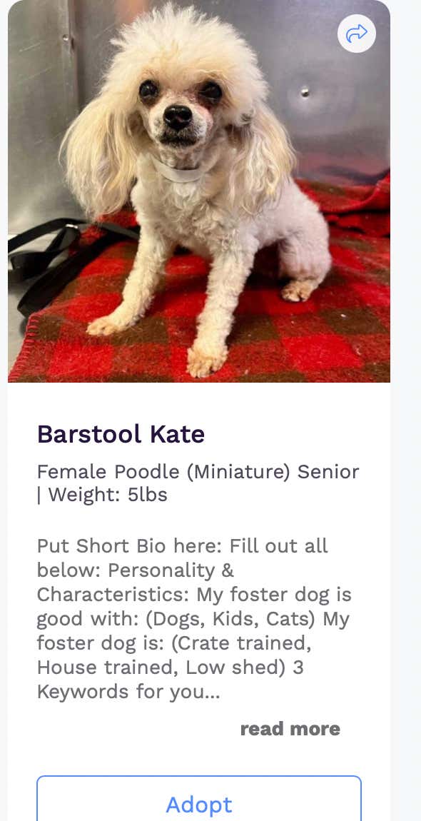 Shoutout To This Dog Rescue Shelter For Saving Pups & Roasting The Shit Out Of Me In The Process