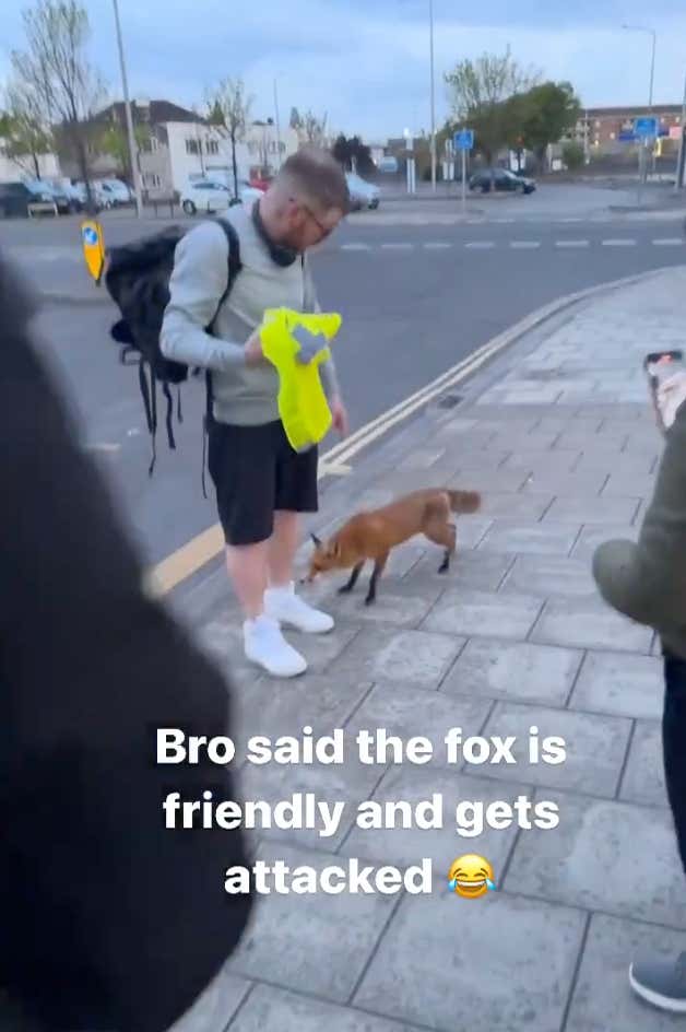 You Won't Believe What Happened After This Fella Proclaimed That Foxes Are Friendly Creatures