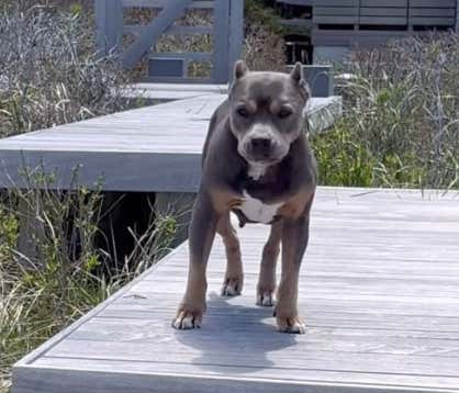 Watch: Miss Peaches Moves Into Her $42 Million Nantucket Summer Home