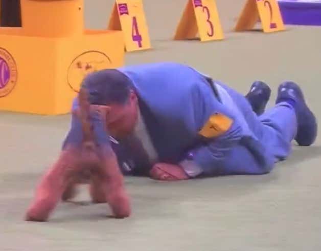 TOUGH Look: Dude Trips Himself, Bounces His Belly Off The Floor And Needs Help Up While Walking His Dog During The Westminster Dog Show