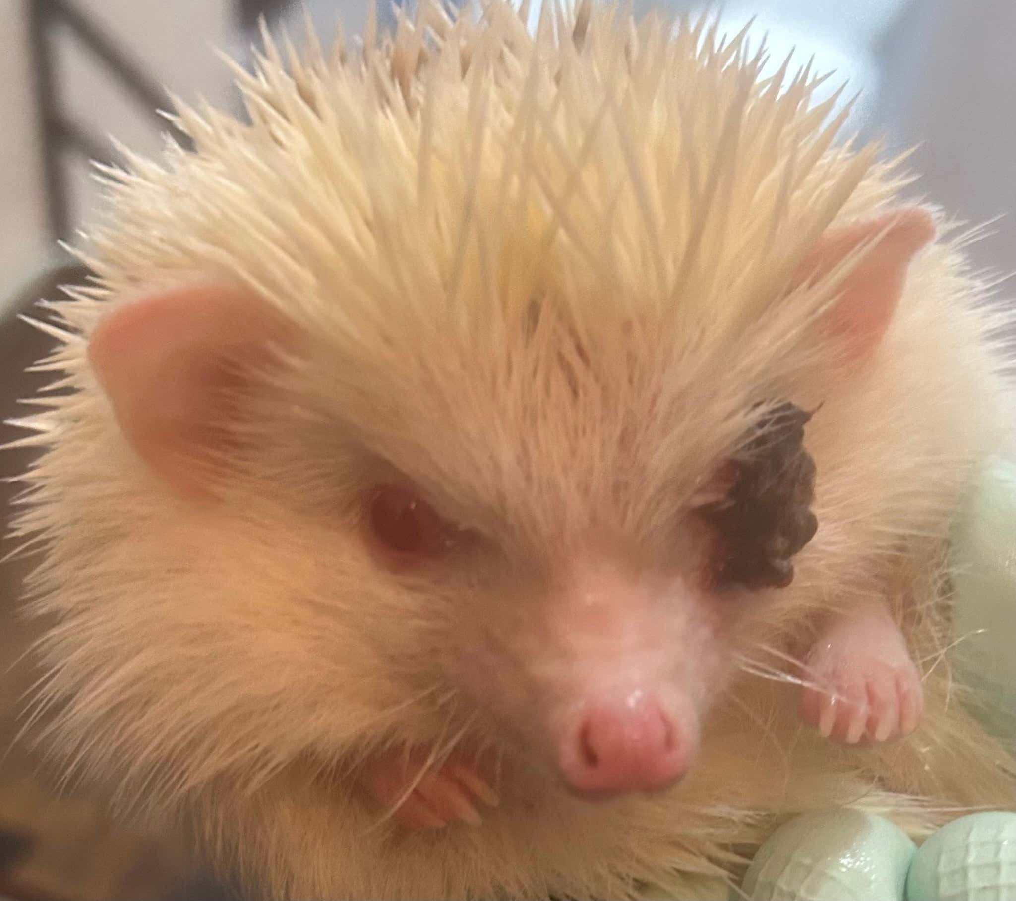 A Very Prickly Situation