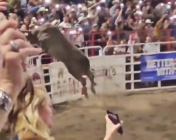 Rodeo Bull In Oregon Launches Itself Over Fence And Into The Crowd