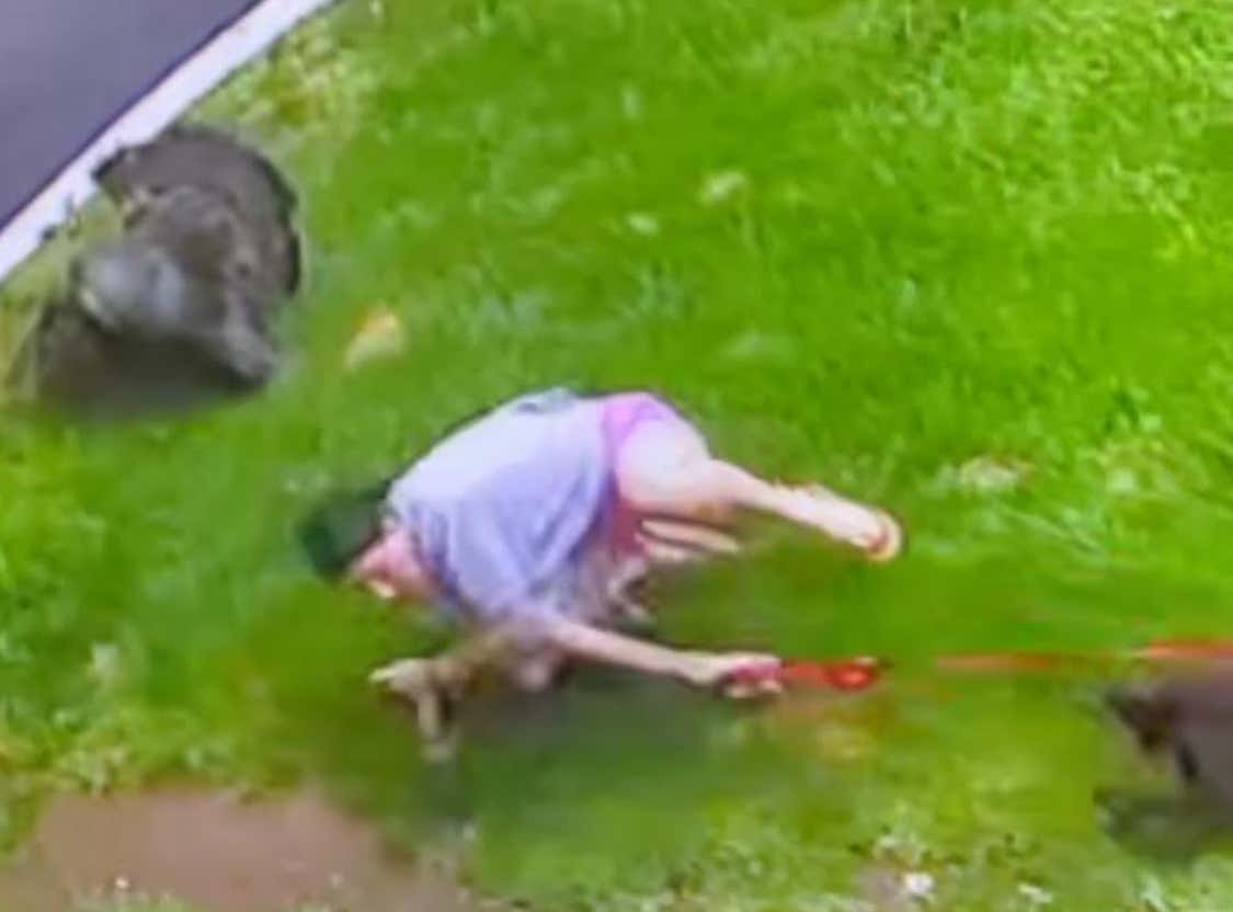 The Turkeys On Staten Island Are Straight Up Out Of Control