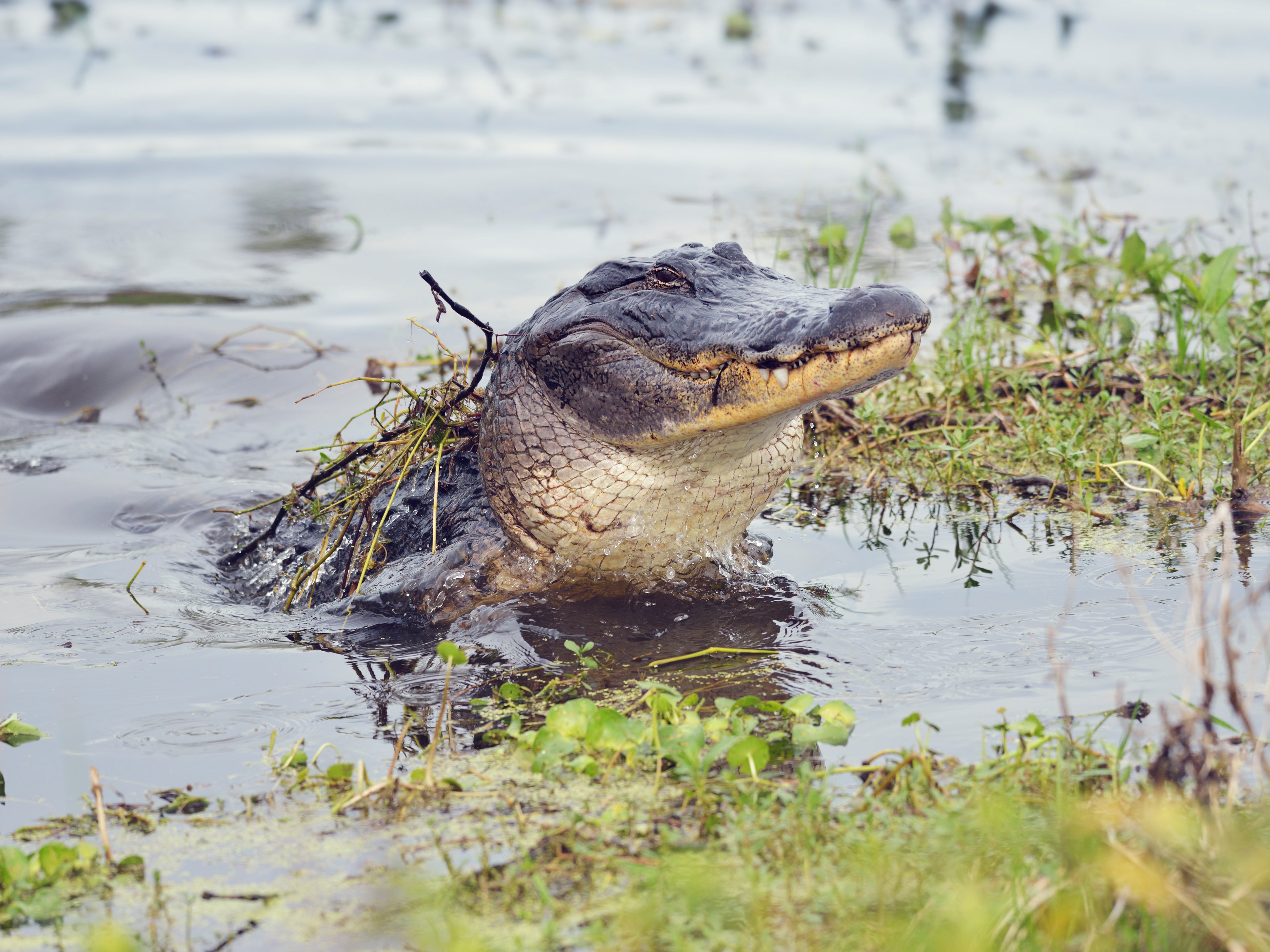 Hurricane Milton Leaves Another Terror in its Wake: Live Alligators Everywhere