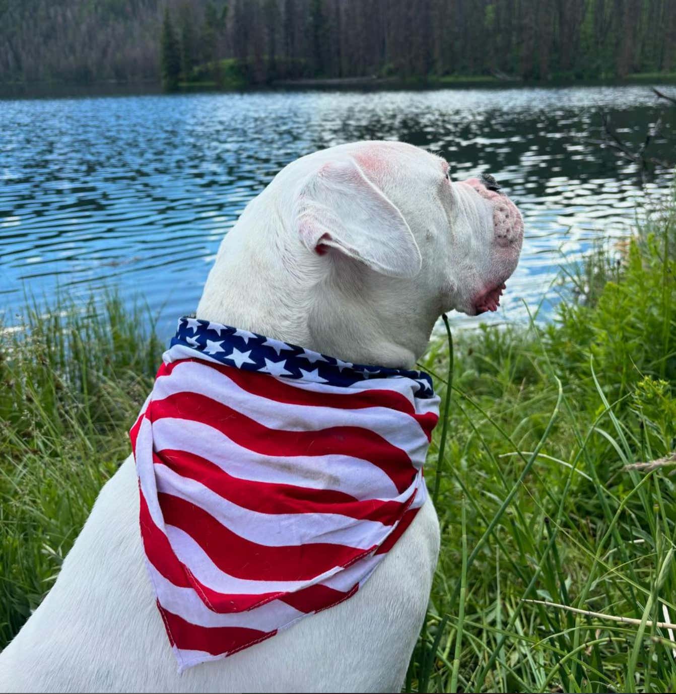 Take Your Dog On A Roadtrip