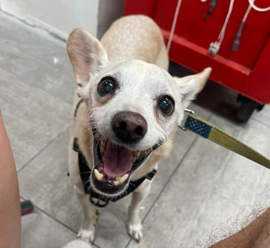 The Vet Bested Me Again