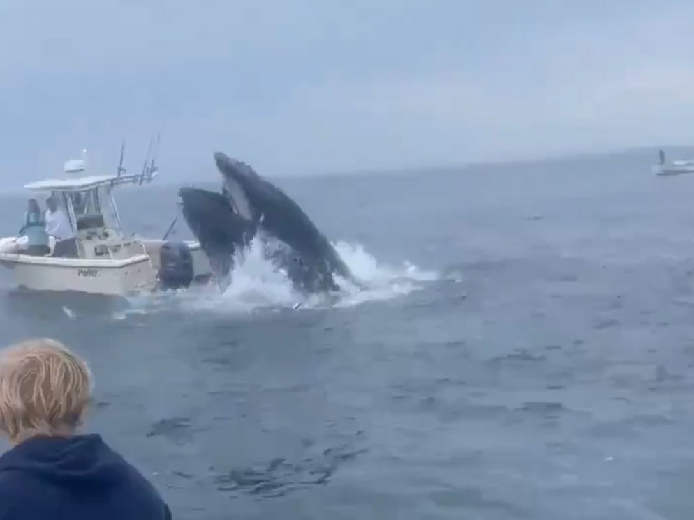 Crazy Video Captures An Angry Whale Capsizing A Boat In New Hampshire Waters