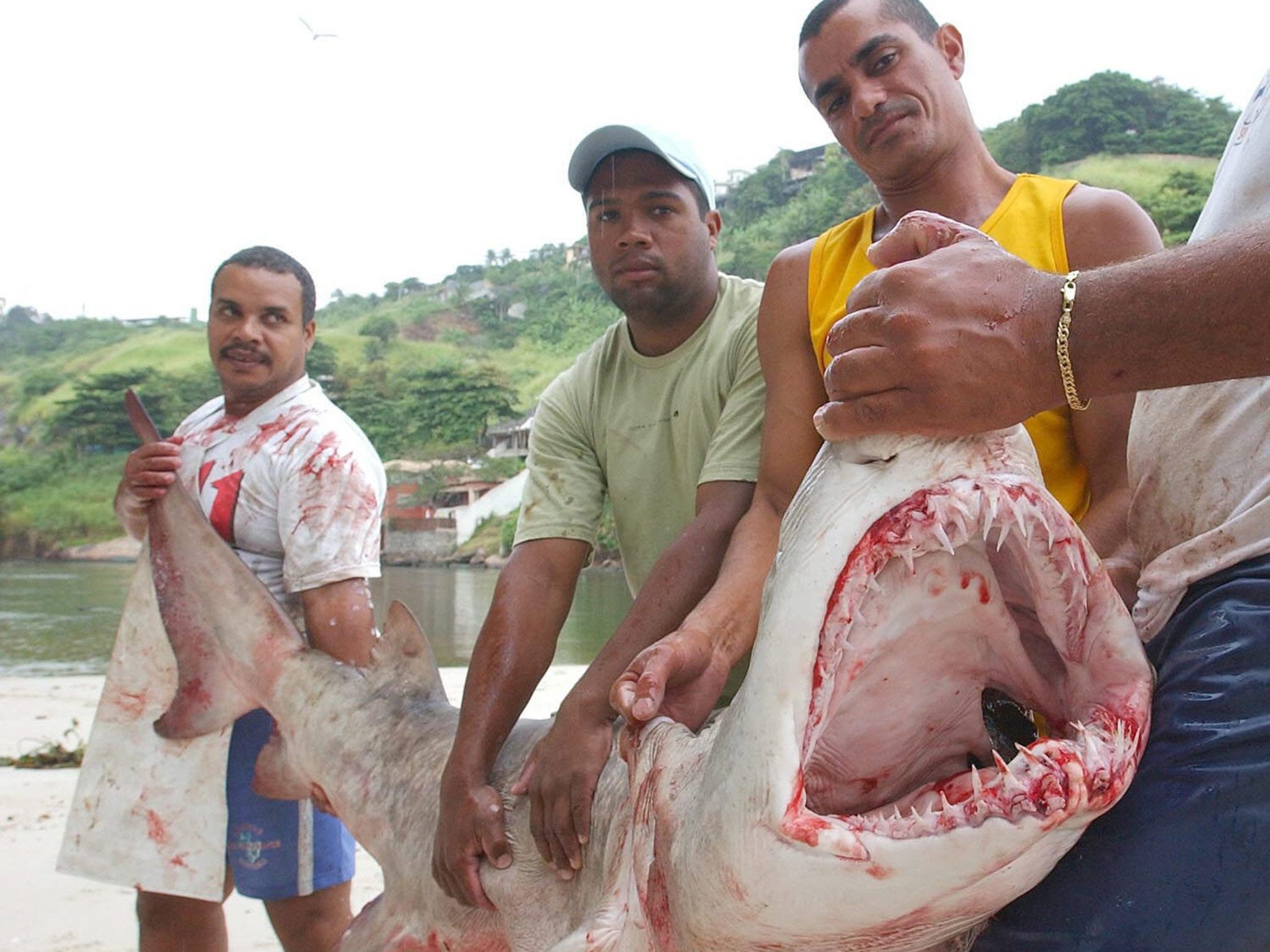 Sharks Off The Coast Of Brazil Test Positive For Cocaine