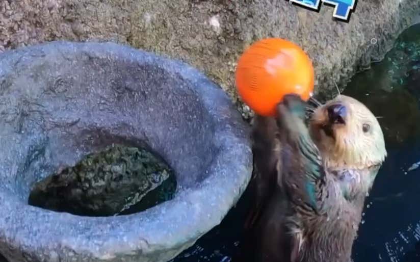 Watching This Sea Otter Get Buckets Is Guaranteed To Brighten Your Day