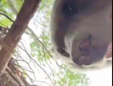 Unreal Video Shows Influencer In A Bear's Cave With Bears Sniffing His Face
