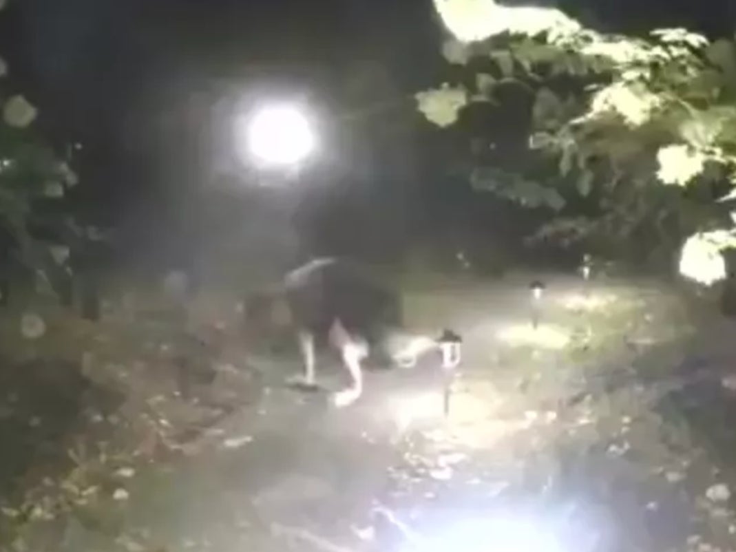 WATCH: Video Out Of Mexico Appears To Show A Dog Morphing Into A Man