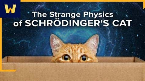 Watch This When You're High - Schrödinger's Cat