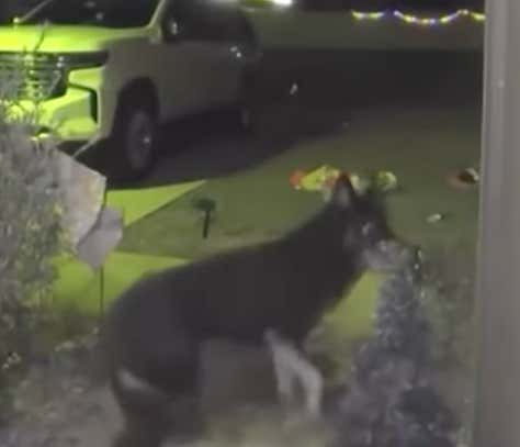 A Dog Missing For 9 Days Returns Home And Rings The Front Doorbell