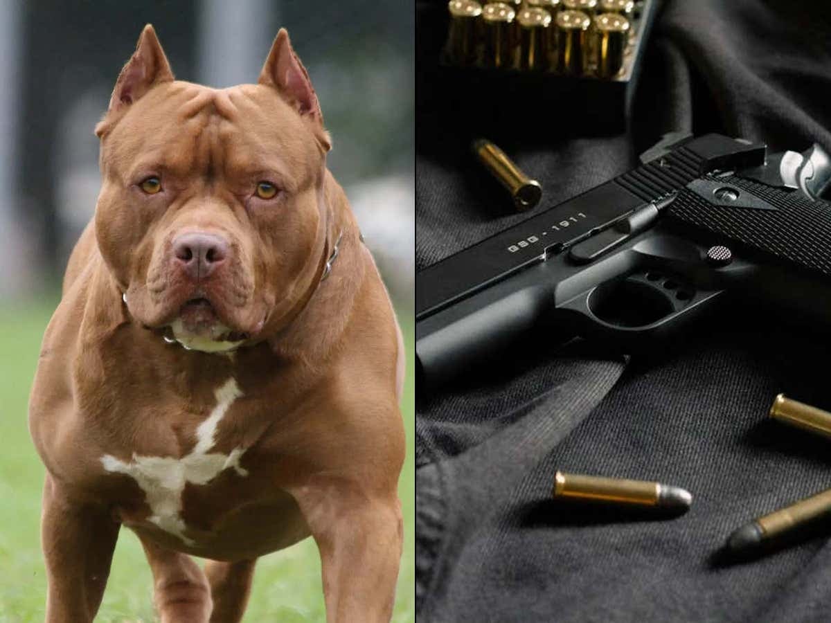 How Does Your Relationship With Your Dog Change After It Accidentally Shoots You?