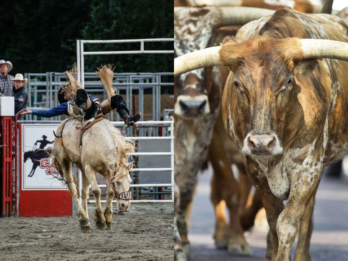 Horses Are Fighting Back: If Bucking Broncos Can Learn To Body Slam The Shit Out Their Riders Like This, The Rodeo Might Be Screwed