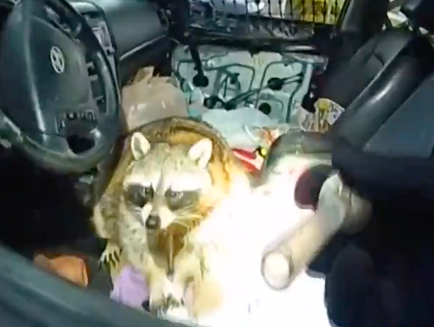 Meth Raccoon: At What Point During an Arrest Can You Slap a Police Officer Who's Laughing in Your Face Because Your Pet Raccoon is Trying to Smoke Your Meth Pipe