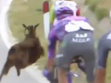 I Am Convinced This Goat Had Sincere Intentions To Ruin This Cyclist's Day