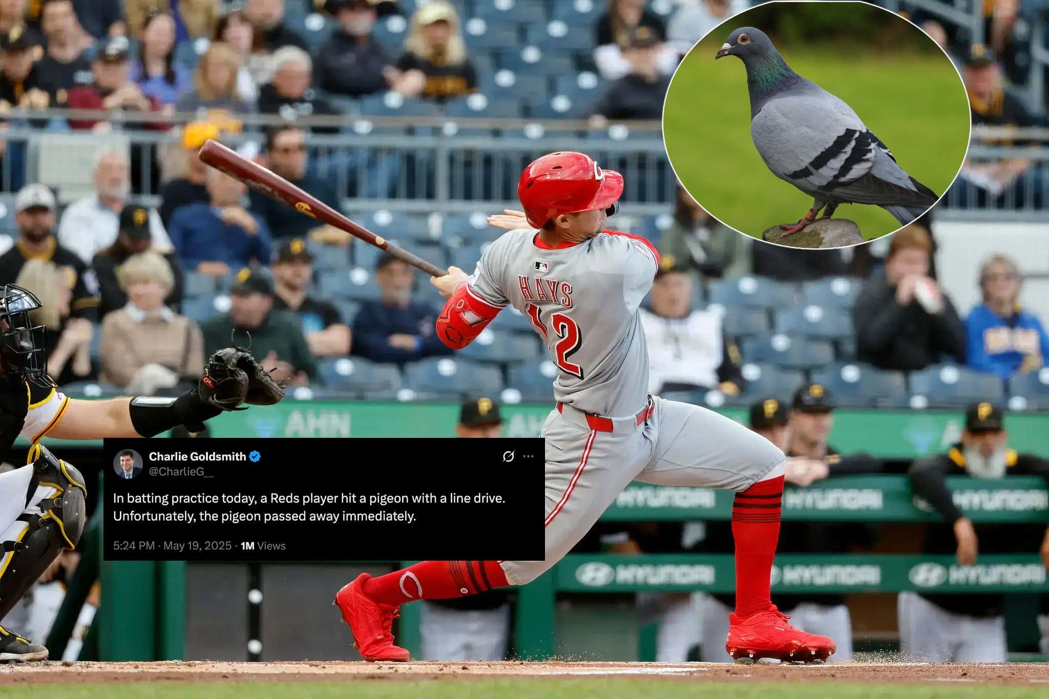 It's A Bad Day To Be A Bird In Cincinnati With The Reds Now Being Undefeated After Drilling A Pigeon During Batting Practice