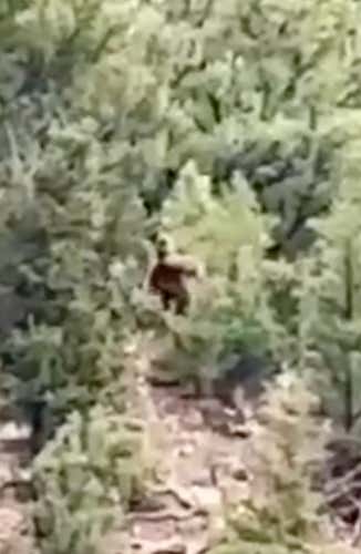 Hikers Along The Colorado River Captured Footage of What They Believe Was Big Foot This Weekend