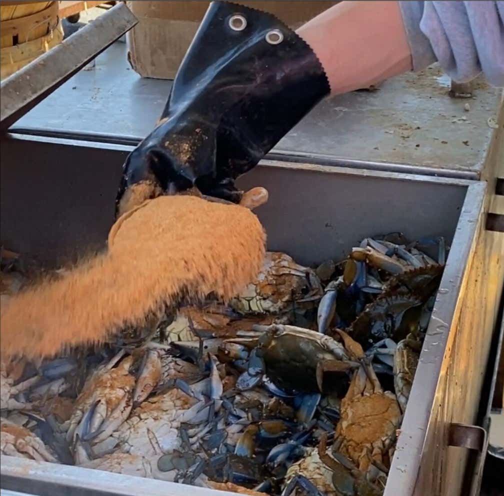 Watch: Review For Blue Crabs From A Parking Lot Plus The Top 10 Crab Cake Spots In Maryland